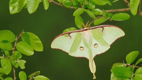 Magia alata