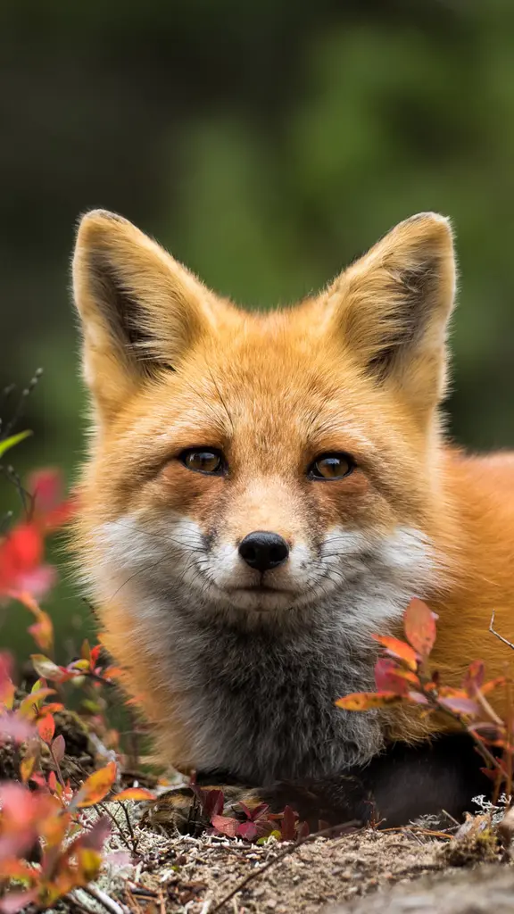 Fox in focus