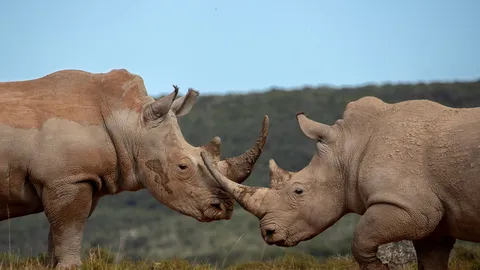 &iquest;Qui&eacute;nes son estos animales acorazados?