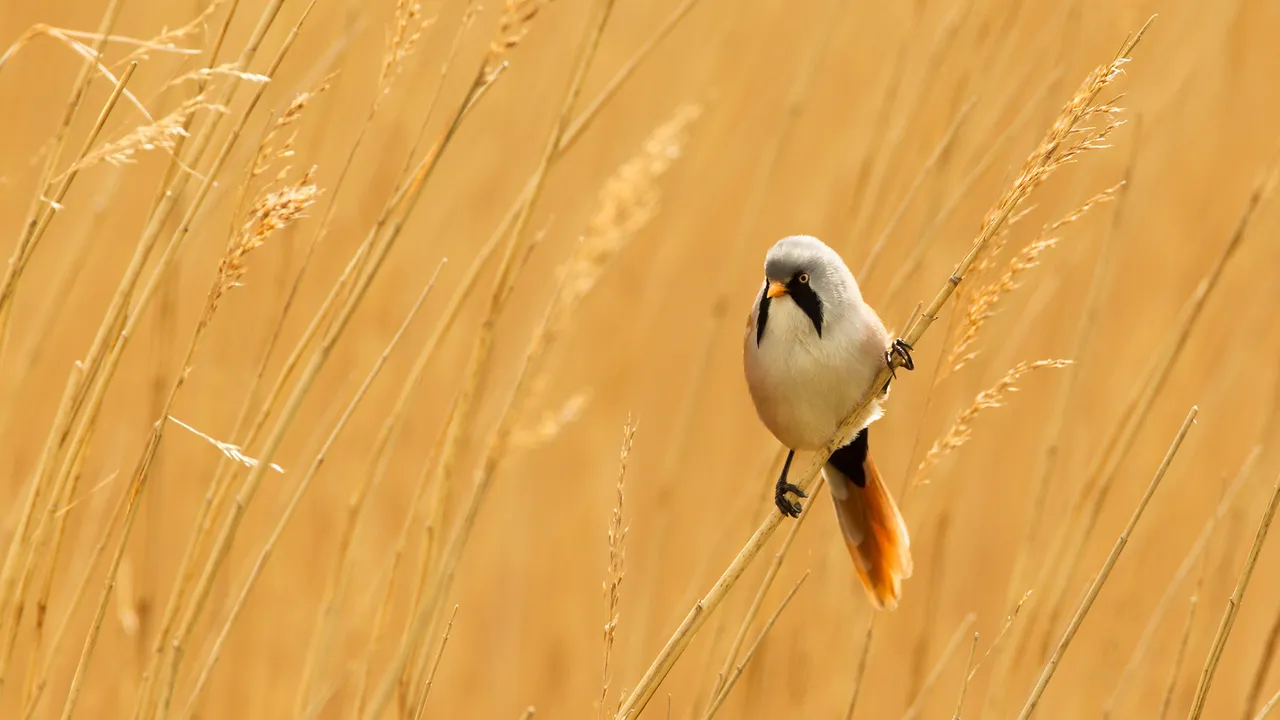 A face you don't forget - Male bearded reedling, Norfolk, England ...