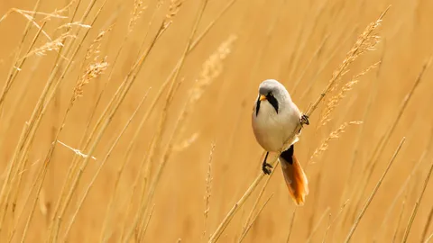A face you don't forget - Male bearded reedling, Norfolk, England ...