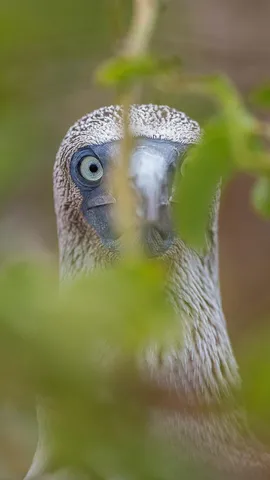 Blue-footed booby, Gal&aacute;pagos Islands, Ecuador
