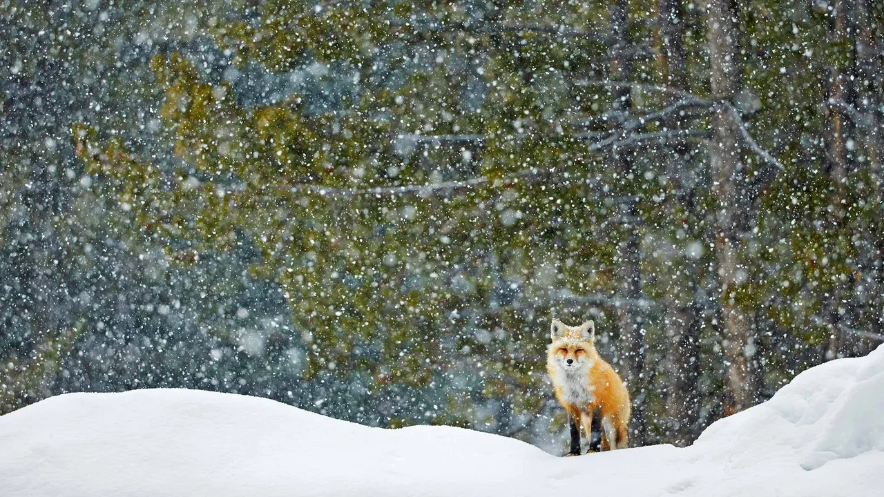 Die Stille des Winters