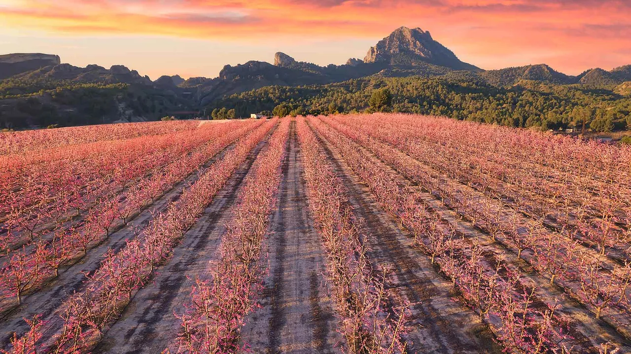 El para&iacute;so rosado de Murcia