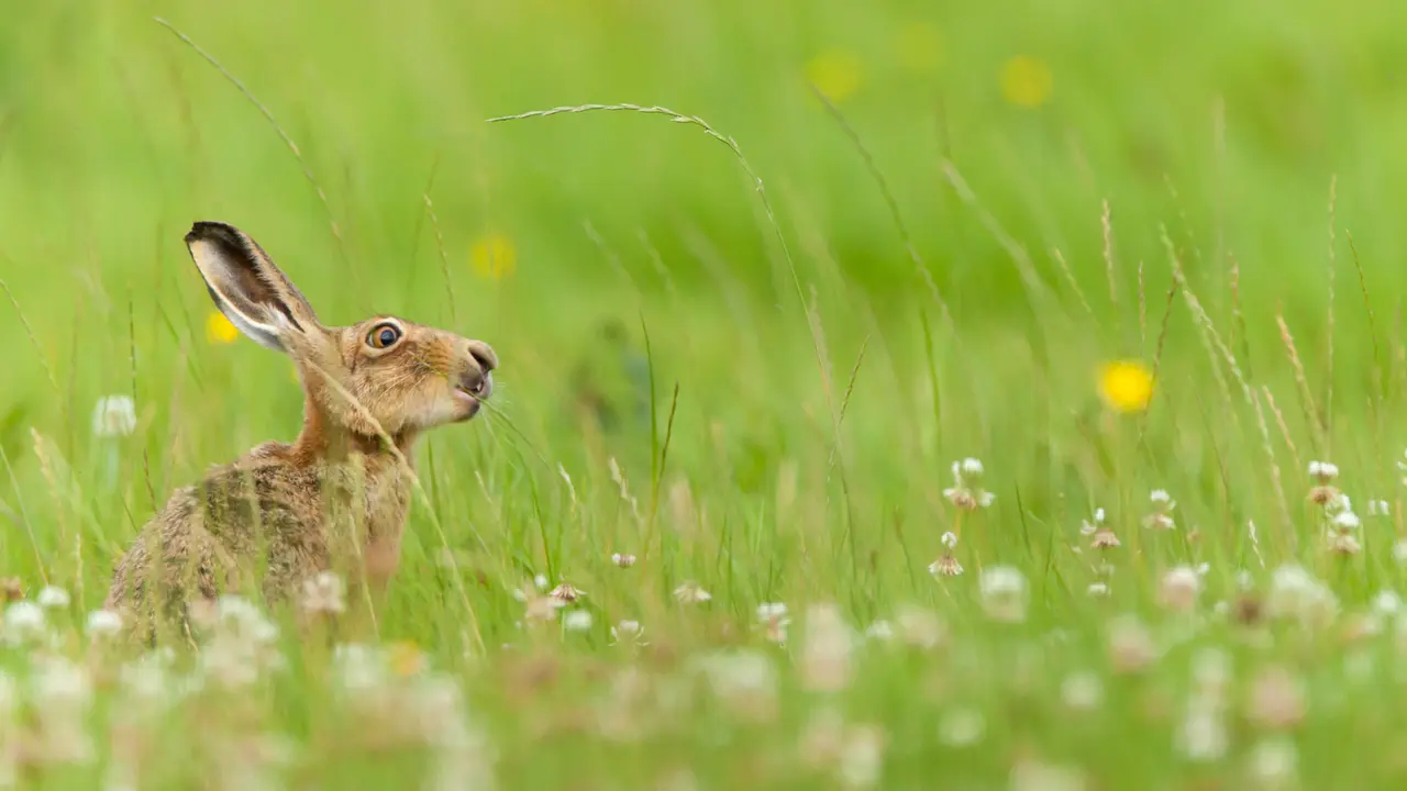 Have you been 'hare' before?