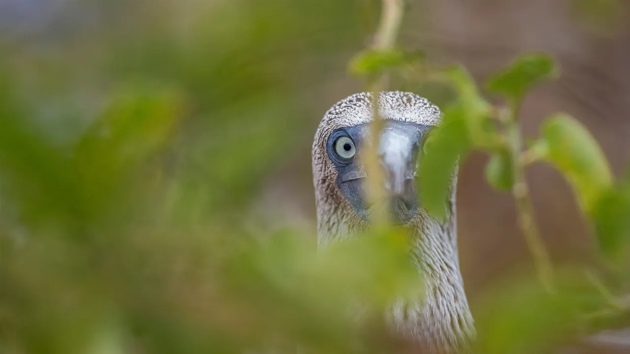 Evolution in focus
