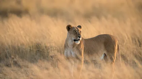 Hic sunt leones