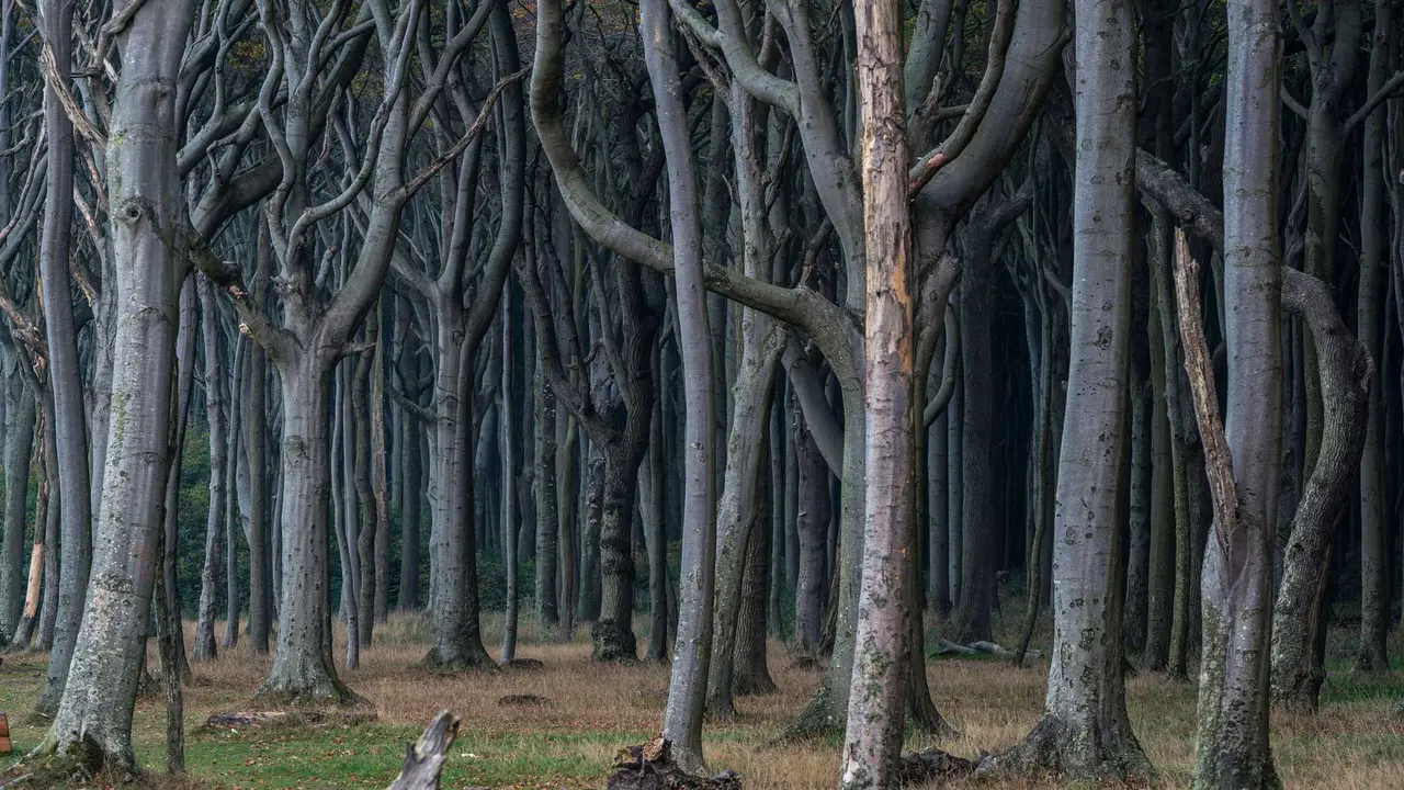 Mysterious woods by the sea