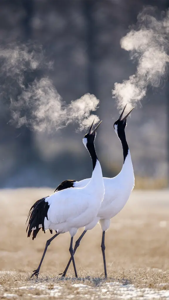 Yin und Yang?
