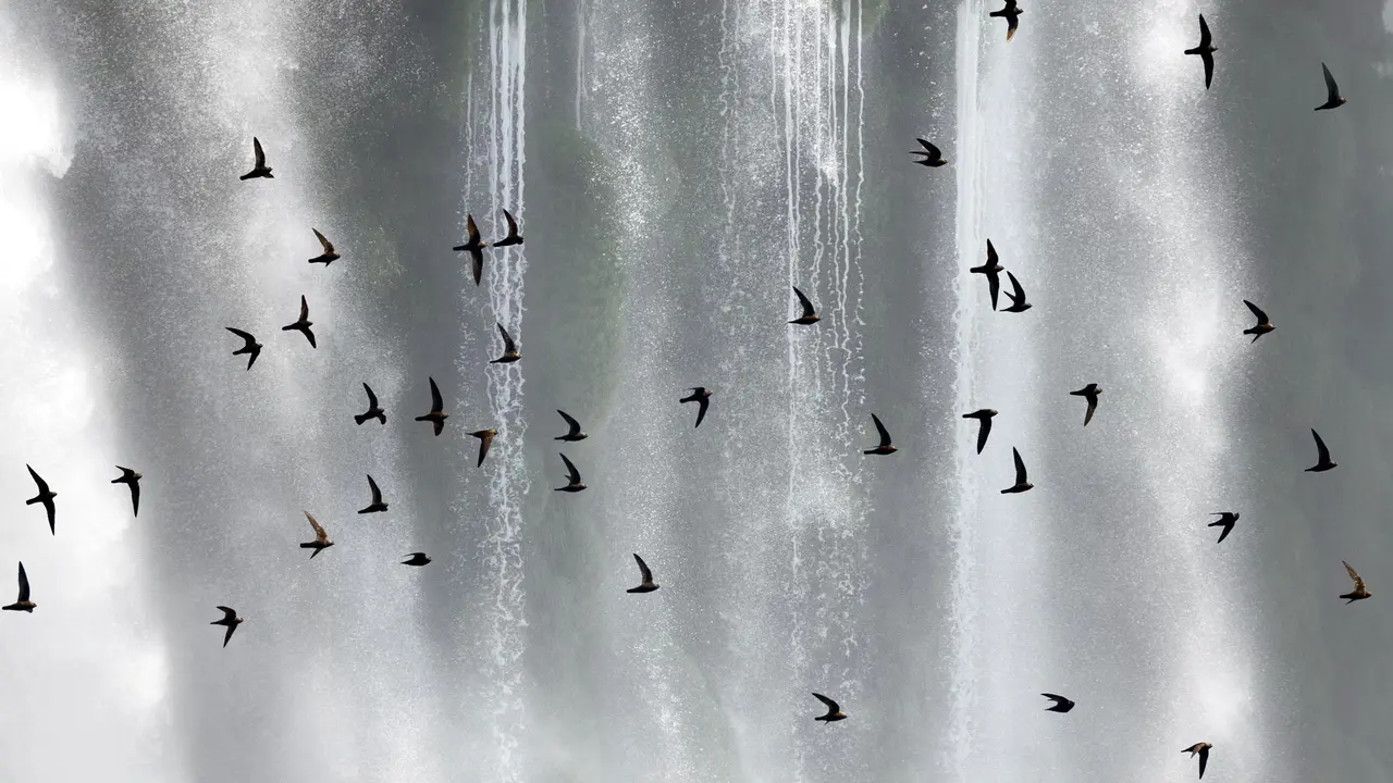 Incans&aacute;veis voadores