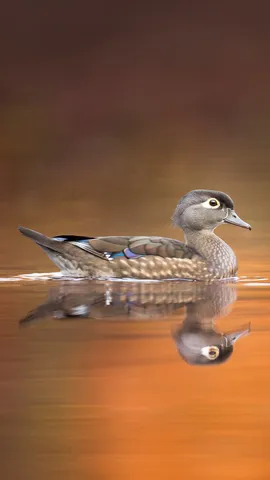 今日は世界渡り鳥の日