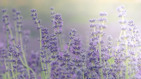 薰衣草田，英国牛津
