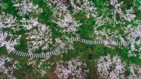 Un camino entre p&eacute;talos