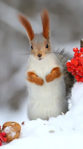 Eurasian red squirrel