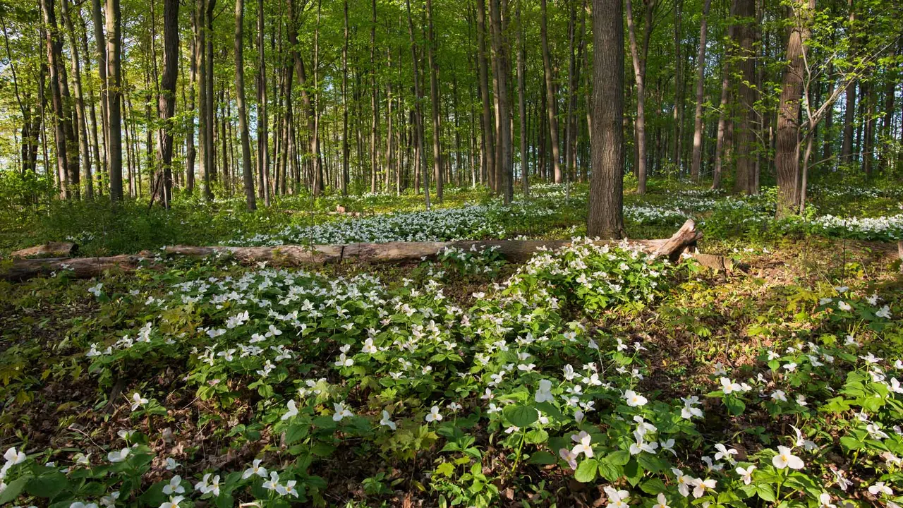 Wo Blumen bl&uuml;hen, l&auml;chelt die Welt