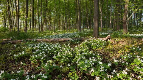 Uma surpresa da natureza