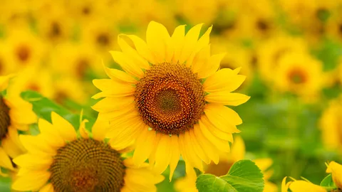 Al&ocirc;, amarelo!