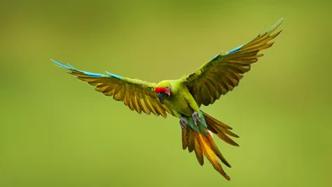 Great green macaw, Mexico