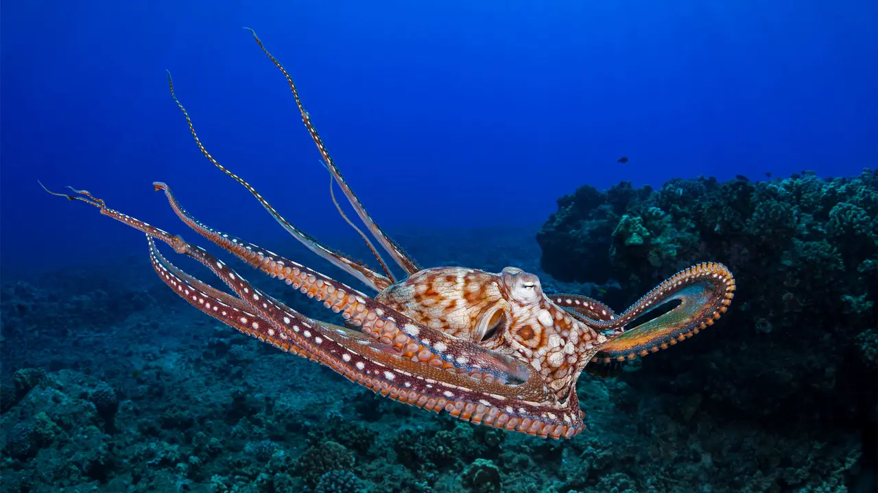 Tre cuori nel blu?