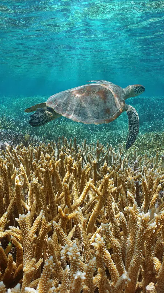 Shell-abrating a life