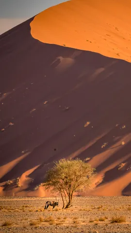 变换的地平线