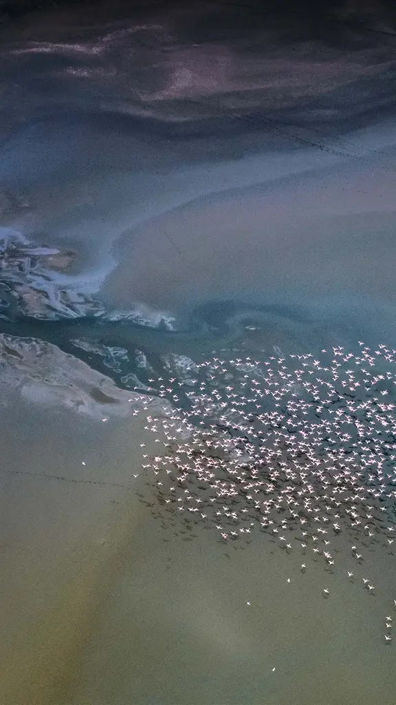 Bird's-eye view