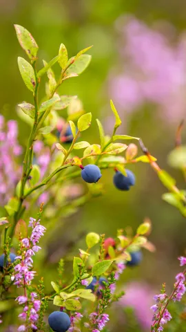 Eine Portion Antioxidantien