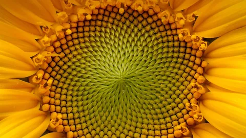 自然、艺术和数学