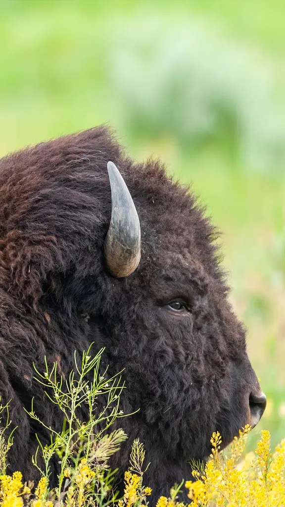 Our national mammal