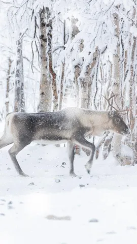 Where holiday magic runs on hooves