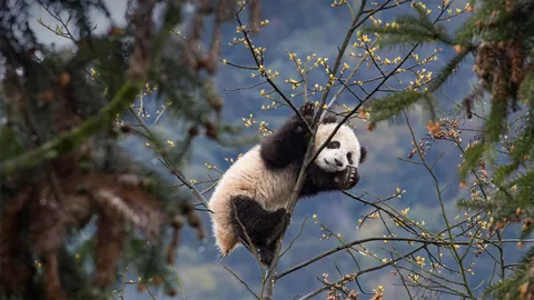 为什么这只熊猫幼崽看起来这么开心？