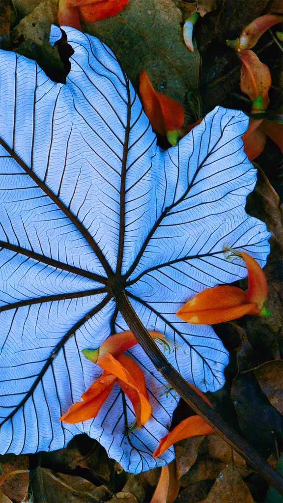 不可思议的树叶