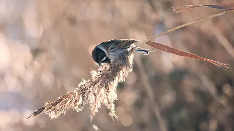 Look no 'feather'