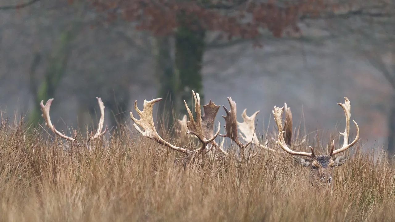 Promenons-nous dans les bois&hellip;