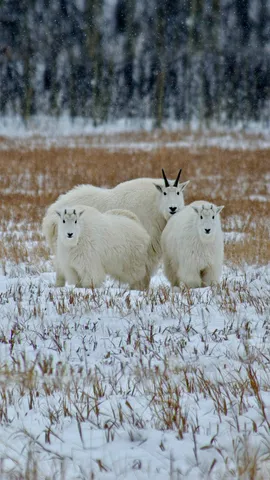 育空地区的落基山羊，加拿大