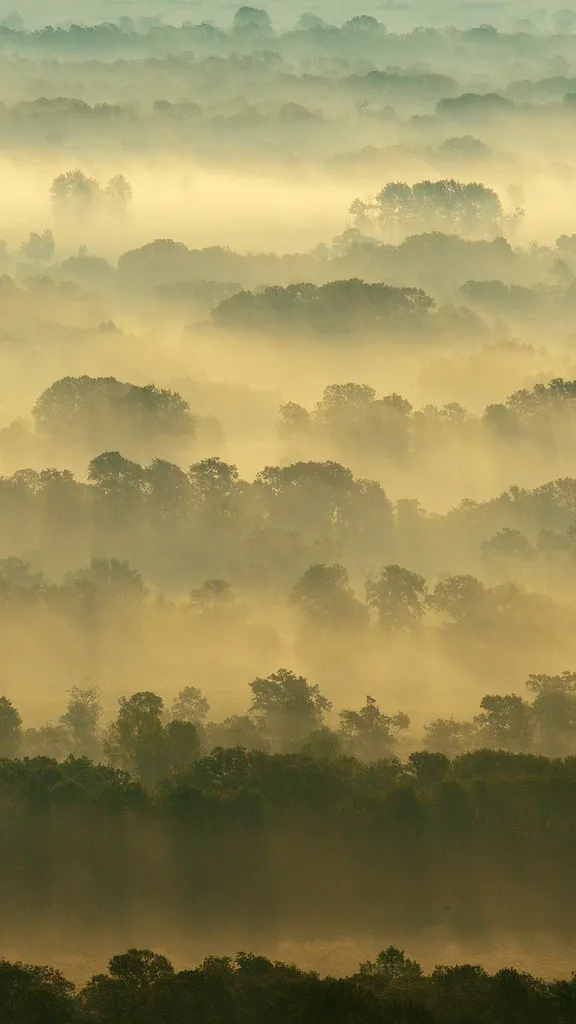 今日は国際森林デー