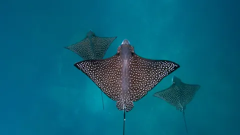 Winging it underwater
