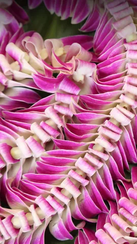 Primo Maggio alle Hawaii