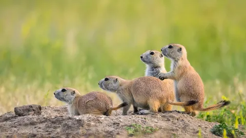 Verstecktes Leben unter der Pr&auml;rie
