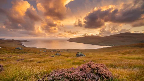 Heather growing in Glen Brittle, Isle of Skye, Scotland