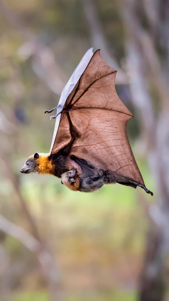 Bat signal: ON