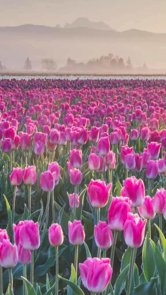 Petal parade