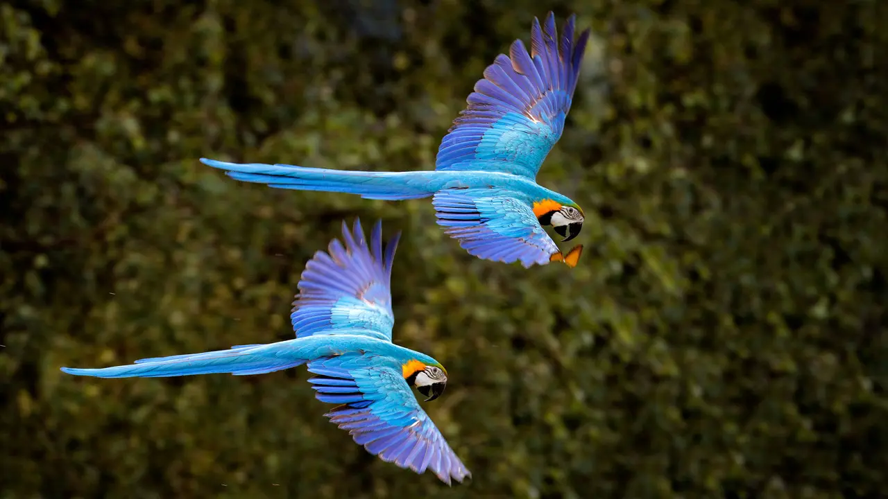 Um v&ocirc;o colorido no c&eacute;u do Pantanal!