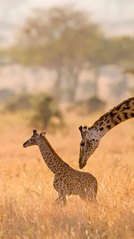 Masai giraffe mother grooming her calf in the Serengeti, Tanzania