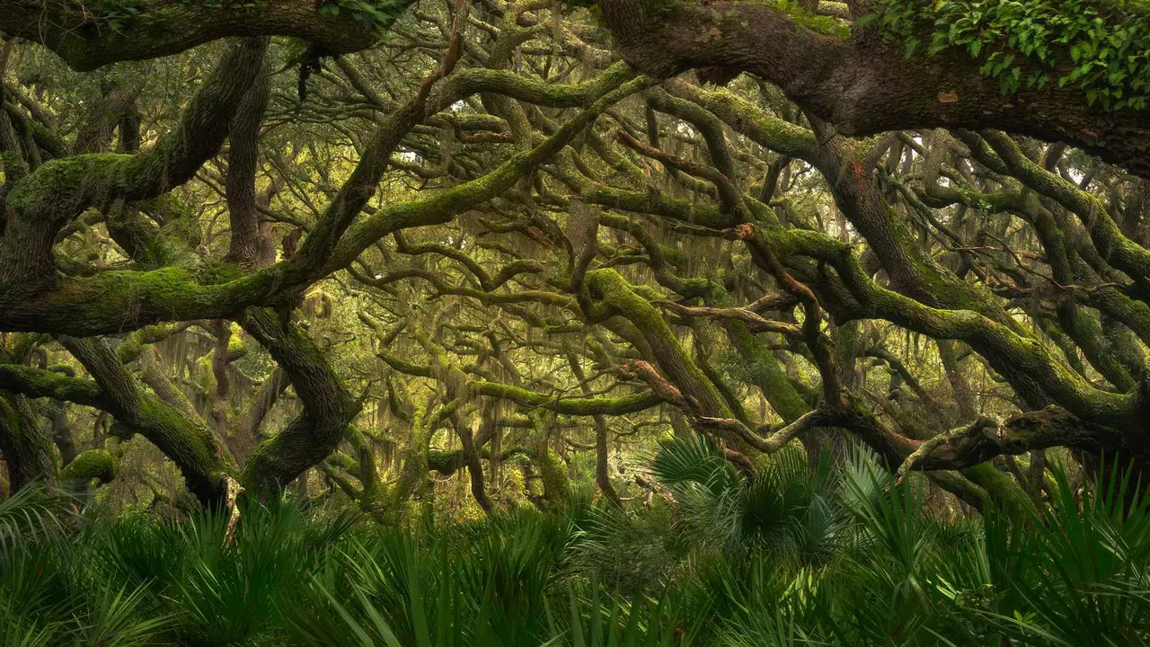 Verwobene Natur