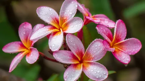 芬芳的传统