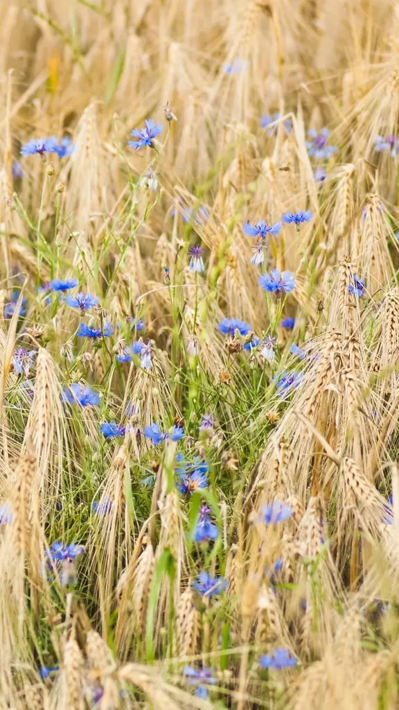 一片花田