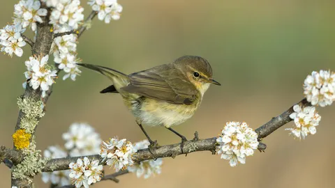 Ein Vogel mit gutem Ruf
