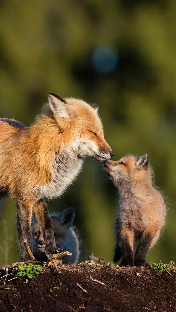 Kits and kisses