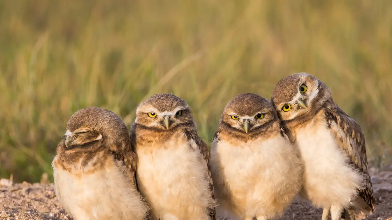 Owl be there for you!
